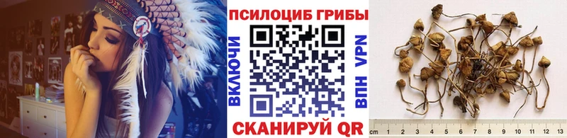Галлюциногенные грибы Psilocybe  Волхов 